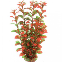 2584 Растение Людвигия вариегата 25см Триол