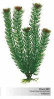 BARBUS 002/20 см. Plant зеленое растение