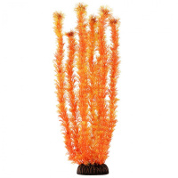 2578 Растение Амбулия оранжевая 25см Триол