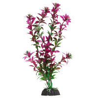 Растение "Ротала" сиреневая Триол (10 см)