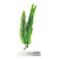 BARBUS 015/20 см. Plant зеленое растение