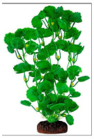 2582 Растение Гидронотеле 25см Триол