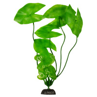 10см Plant растение Нимфея Барбус