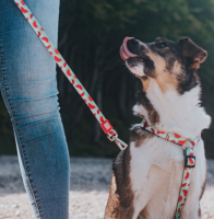 Короткий поводок MAX&MOLLY, M, Арбуз