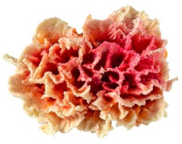 Россия Коралл гвоздика, 12*10*6 (синий)