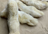 Mой пёс Дюк Лапы кролика 200гр