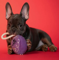 Игрушка Mr.Kranch для собак Штурвал из каната 20 см фиолетовая