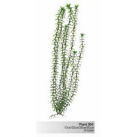 BARBUS 004/30 см. Plant зеленое растение