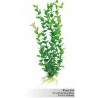 BARBUS 010/30 см. Plant зеленое растение