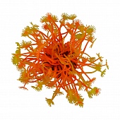 BARBUS коралл желто-красный, 7,5*7,5*10 см