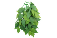 Растение 002TP "Фикус", 400мм Триол