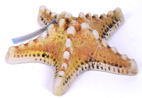 Россия Грот Звезда малая Краснодар,