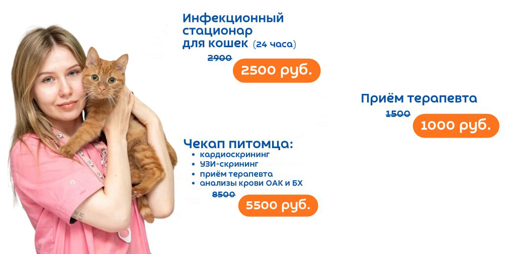 Стационар для кошек в ЗООЗАЩИТЕ!