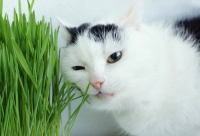 ЭКО-ТРАВКА д/кошек в лотке