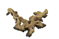 BARBUS Африканское дерево МОПАНИ от 60 см 6-8 кг. (от 60см 6-8кг)