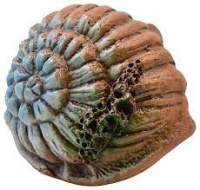 Грот Иж Раковина Ш4 12*9*7 см