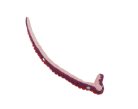 Игрушка Mr.Kranch для собак "Змейка" с карманами под лакомство 96 см (бордовая)