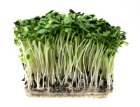 Пророщенный Подсолнечник