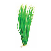 BARBUS 007/10 см. Plant зеленое растение
