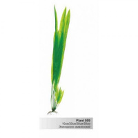 BARBUS 009/30 см. Plant зеленое растение