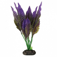 2580 Растение Страбелантус фиолетовый 25см Триол