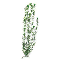 BARBUS 004/20 см. Plant зеленое растение