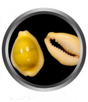 Ракушка ТРИТОН декор на дно (200гр (пектен макасеренсис))