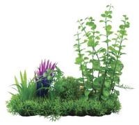 5626192 Растение ДЕЙЗИ коипозиция