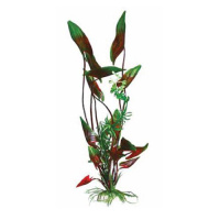 BARBUS 008/10 см. Plant зеленое растение