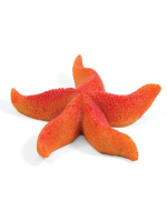 Звезда морская 2921LD "Астерина мини", 64*57*16мм Триол