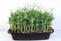 Горох пророщенный