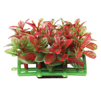 Растение "Коврик" красно-зеленый, 68*43*45мм Триол