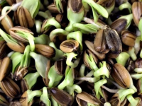 Пророщенный Подсолнечник [семечки] БОЛЬШОЙ