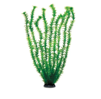 Растение "Амбулия" зеленая, 500мм