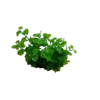 Композиция из пласт. раст. М624 PRIME