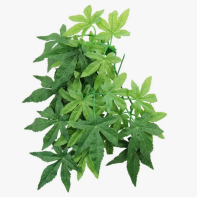 Растение 003TP "Абутилон", 300мм, Repti-Zoo