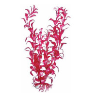 BARBUS 017/20 см. Plant лиловый растение