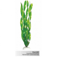 BARBUS 005/30 см. Plant широколистное растение