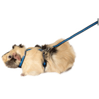 Gamma Комплект шлейка и поводок для морской свинки из капрона "Прогулка", 10*1200 мм.