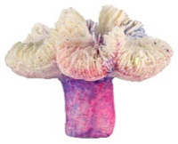 Россия Коралл лилия, 7*7*5 (микс)