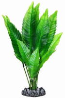 2579 Растение Страбелантус зеленый 25см Триол