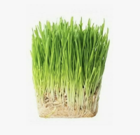 Овес пророщенный