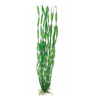 BARBUS 014/10 см. Plant зеленое растение
