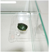 Плот для черепах пластик на стенку аквариума малый