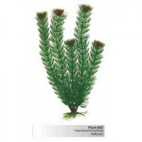 BARBUS 002/30 см. Plant зеленое растение