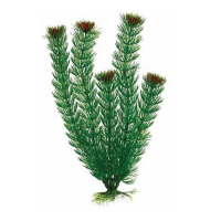 BARBUS 002/10 см. Plant зеленое растение
